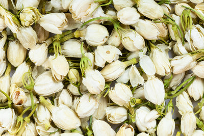 Jasmine Flower Buds