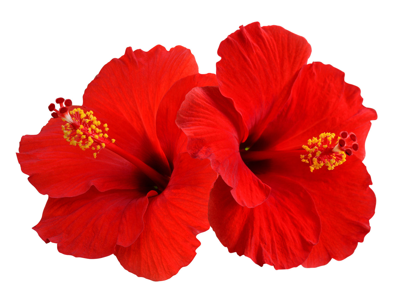 Hibiscus Extract