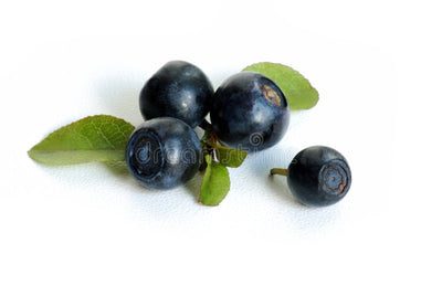 Bilberry Extract