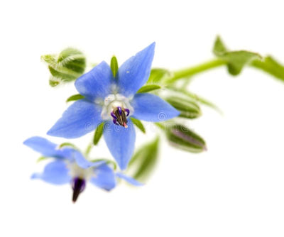 Borage Seed Oil (refined)