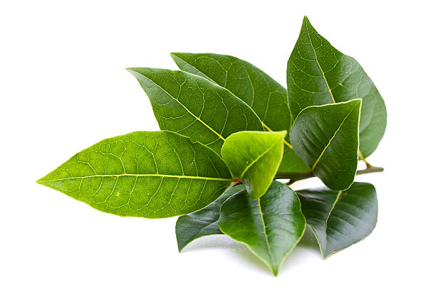 Bay Laurel Essential Oil